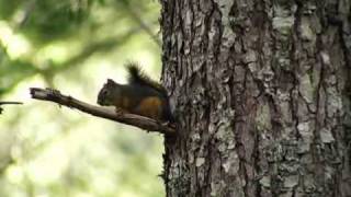 Douglas Squirrel alarm call [upl. by Cousins]