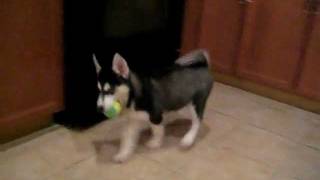 My puppy Husky first day home [upl. by Griffin266]