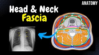 Fascia of the Head and Neck Groups Attachment Points Arrangement [upl. by Lowndes]