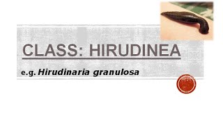 Class Hirudinea [upl. by Einuj]