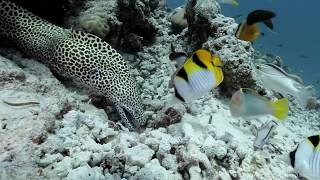 Honeycomb Moray free swimming and hunting [upl. by Shewmaker]