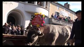 FETE BOEUFS GRAS BAZAS EARL SILLAC ET BARSES 2013 [upl. by Eirehs]