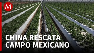 Cultivos en Tehuacán y Tecamachalco benefician a empresarios de China [upl. by Llertak985]