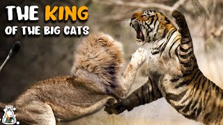 How Strong is a Tiger Compared to Other Big Cats [upl. by Schechter940]