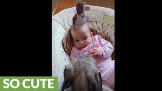 Irish Wolfhound entertains giggling baby [upl. by Ysied]