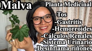 Para que Sirve la Malva 🧐 Plantas medicinales 😍 [upl. by Eireva]