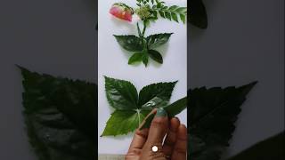 I Made Beautiful Butterfly Decorations With plant leavesdiy tutorials shortsYouTube shortTitli [upl. by Aliber]