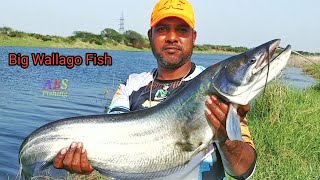 Wallago Attu Catfish Catching  Big Patan Fish Catching  Village River Fishing [upl. by Angelia]