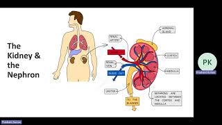 IGCSE Ch 13 Excretion in humans [upl. by Hsiekal]