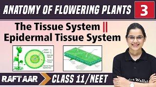 Anatomy of Flowering Plants 03  The Tissue System  Epidermal Tissue System  Class11NEET [upl. by Perretta]