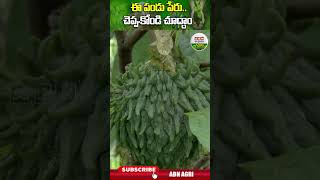 ఈ పండుకు నామకరణం చేయండి చూద్దాం  Lets Name This Fruit ABN Agri shorts [upl. by Kennett]