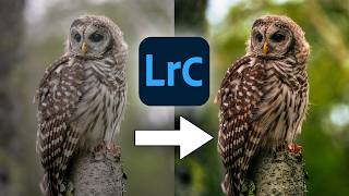 How to Edit STUNNING Bird Photos in Lightroom Classic [upl. by Mackie794]