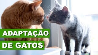 COMO ADAPTAR MEU GATO [upl. by Danas]