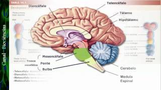 Neurociência Básica  Aula 01  Função e Organização do Sistema Nervoso [upl. by Nilek]