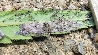 Moth eggs hatch into Bud Boring Worms as soon as they are exposed to sunlight [upl. by Ganny947]