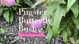 Pugster Butterfly Bush Amethyst Proven Winners and What’s That Hummingbird Moth [upl. by Nosreme]