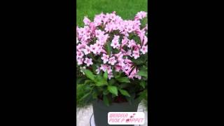 Weigela Pink Poppet Plangen [upl. by Jacob]