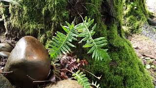 Polypodium glycyrrhiza Licorice Fern [upl. by Starks235]