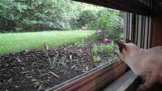 Tonkinese cat watching a rabbit [upl. by Anaej]