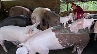 Harvest ng alaga baboy at magkano Ang presyo ng baboy ngayon [upl. by Eicrad514]