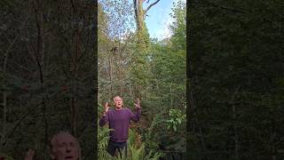 Gap in the canopy forest nativetrees nature permaculture outdoors explore adventure trees [upl. by Katrina]