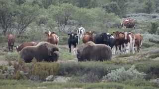 Musk ox VS Cow 2 [upl. by Bremser770]