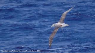 Shy Albatross thalassarche cautaAfrikaans Shy Albatross thalassarche cauta Bloubekalbatros [upl. by Nerland]