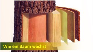 Wie wächst ein Baum [upl. by Akkimat]