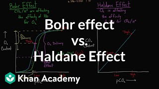 Bohr effect vs Haldane effect  Human anatomy and physiology  Health amp Medicine  Khan Academy [upl. by Kalagher328]