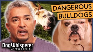 Cesar Millan Faces The Most Hostile Bulldogs  Season 8 Episode 1  Dog Whisperer With Cesar Millan [upl. by Nohsid]