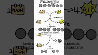 Alcoholic fermentation explained [upl. by Margit]