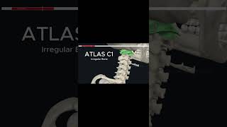 Atlas The 1st Cervical Vertebra temporalbone humananatomy facts [upl. by Kcid188]