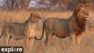 Africam Nkorho Bush Lodge powered by EXPLOREorg [upl. by Stubstad]