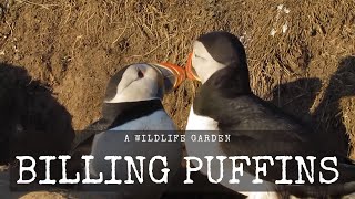 A Pair of Puffins Billing [upl. by Aiblis]