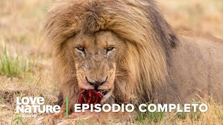 DEPREDADOR vs PRESA en la Sabana Africana 🗺️  Iconos de la Vida Silvestre 🌄 Ep 5  Love Nature 🍃 [upl. by Netty741]