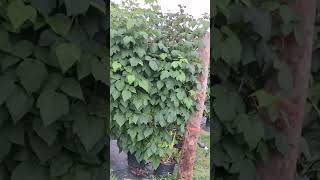 picking raspberry at farm SV Channel Trending Shorts Shorts feed [upl. by Milzie]