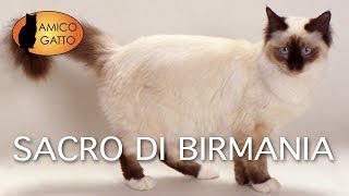 SACRO DI BIRMANIA trailer documentario razza felina [upl. by Rodgiva]