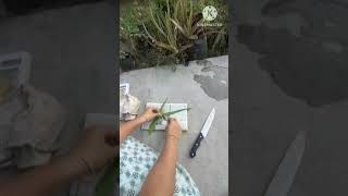 How to make Aloe vera herbarium sheetherbariumbotany practicals [upl. by Eisteb]