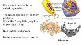 Biology Rap  Learning Bio  Biology Cell Song [upl. by Carmelo246]