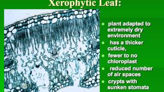 botany lab practical review [upl. by Gainer]