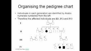 PEDIGREE SYMBOLS [upl. by Keithley]