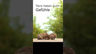 Tiere Haben Gefühle tierfotografie wildtiere nature [upl. by Haiacim819]