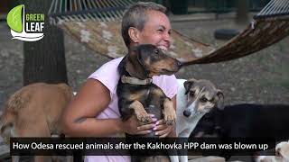 How Odesa saved animals after the destruction of Kakhovka HPP [upl. by Eolande376]