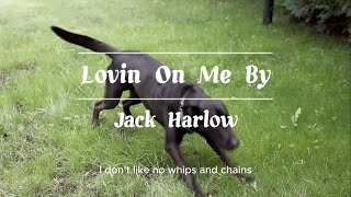 Lovin On Me By Jack Harlow  I dont like no whips and chains you cant tie me down But you [upl. by Bibeau]