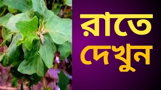 Beautiful New Flowering Plants Videos Watch videos of plants that are in our area [upl. by Atteuqahs]