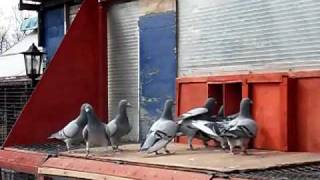 Racing pigeons  fast trapping  by carl greenhow [upl. by Easlehc]