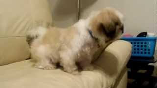 Cute Shih Tzu Puppy Barking [upl. by Welch]