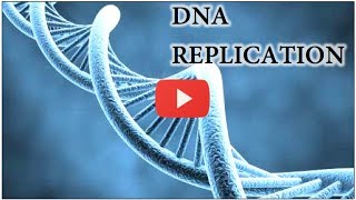 DNA Replication Animation  Super EASY [upl. by Dael]