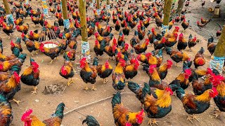 Millions Of Chickens On The Hills Farmers Raise Millions Of Free Range Chickens This Way [upl. by Ellehc]