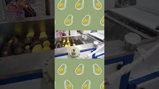 Avocado Processing Line With Washing Waxing Sorting [upl. by Heady512]